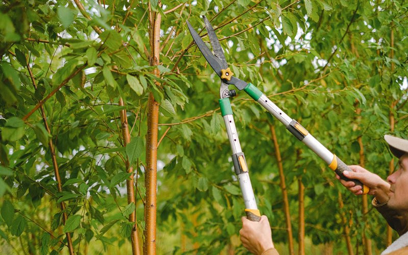Tree trimming in Birch Run, MI