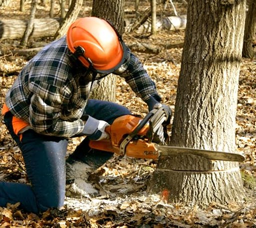 Tree Removal in Birch Run, MI